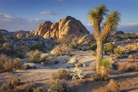 Fire ban issued for Joshua Tree National Park